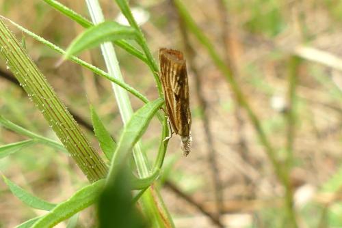 Réf. 266 734 : Agriphila inquinatella
